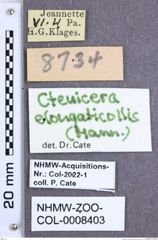 Etiketten zu Corymbitodes elongaticollis (Hamilton, 1893) (NHMW-ZOO-COL-0008403)